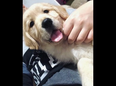 3  zlatniretriverbt1125.jpg